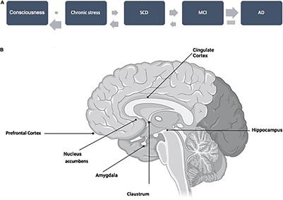 Brain Structural and Functional Changes in Cognitive Impairment Due to Alzheimer’s Disease